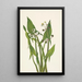 Strzała Strzelca Sagittaria cuneata - Mary Vaux Walcott — oprawiony obraz na ścianie