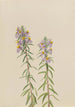 Aster Aster hirariifolius - Mary Vaux Walcott — widok dzieła
