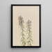 Aster Aster hirariifolius - Mary Vaux Walcott — oprawiony obraz na ścianie