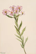 Aster d'Engelmann - Mary Vaux Walcott — widok dzieła