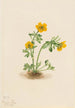 Renoncule des avalanches Ranunculus suksdorfii - Mary Vaux Walcott — widok dzieła
