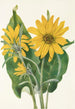 Balsamorhize sagittée Balsamorhiza sagittata - Mary Vaux Walcott — widok dzieła