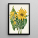 Balsamorhize sagittée Balsamorhiza sagittata - Mary Vaux Walcott — oprawiony obraz na ścianie
