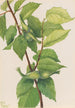 Noisetier à bec Corylus rostrata - Mary Vaux Walcott — widok dzieła