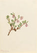 Busserole Arctostaphylos uvaursi - Mary Vaux Walcott — widok dzieła