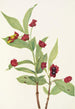 Chèvrefeuille involucré Lonicera involucrata - Mary Vaux Walcott — widok dzieła