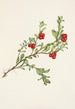 Owoc z borówki brusznicy Arctostaphylos uva-ursi - Mary Vaux Walcott — widok dzieła