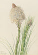 Xérophylle tenace Xerophyllum tenax - Mary Vaux Walcott — widok dzieła