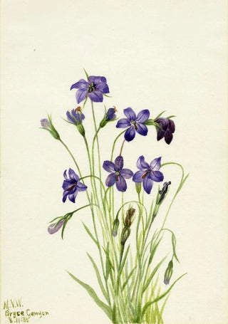 Mary Vaux Walcott - Bellflower Campanula.webp