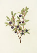 Myrtille à grandes feuilles Vaccinium membranacea - Mary Vaux Walcott — widok dzieła