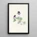Violette pédatée Viola pedata - Mary Vaux Walcott — oprawiony obraz na ścianie
