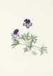 Violette pédatée Viola pedata - Mary Vaux Walcott — widok dzieła
