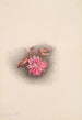 Lewisia rediviva Lewisia redivivia - Mary Vaux Walcott — widok dzieła