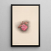 Lewisia rediviva Lewisia redivivia - Mary Vaux Walcott — oprawiony obraz na ścianie