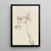 Silène enflé Silene latifolia - Mary Vaux Walcott — oprawiony obraz na ścianie