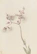 Silène enflé Silene latifolia - Mary Vaux Walcott — widok dzieła