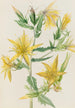 Mentzelia laevicaulis Mentzelia laevicaulis - Mary Vaux Walcott — widok dzieła