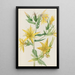 Mentzelia laevicaulis Mentzelia laevicaulis - Mary Vaux Walcott — oprawiony obraz na ścianie