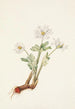 Sanguinaire du Canada Sanguinaria canadensis - Mary Vaux Walcott — widok dzieła