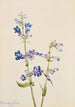 Penstémon barbu Pentstemon - Mary Vaux Walcott — widok dzieła