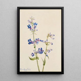 Mary Vaux Walcott - Blue BeardTongue Pentstemon.webp