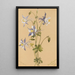 niebieskiej jaskierki Aquilegia caerulea - Mary Vaux Walcott — oprawiony obraz na ścianie