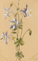 niebieskiej jaskierki Aquilegia caerulea - Mary Vaux Walcott — widok dzieła