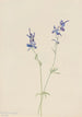 Pied d'alouette niebieski Delphinium nuttallianum - Mary Vaux Walcott — widok dzieła