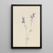 Pied d'alouette niebieski Delphinium nuttallianum - Mary Vaux Walcott — oprawiony obraz na ścianie
