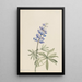 Lupin srebrzysty Lupinus argenteus - Mary Vaux Walcott — oprawiony obraz na ścianie
