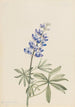 Lupin srebrzysty Lupinus argenteus - Mary Vaux Walcott — widok dzieła