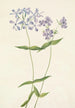 Phlox divaricé Phlox divaricata - Mary Vaux Walcott — widok dzieła