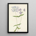 Phlox divaricé Phlox divaricata - Mary Vaux Walcott — oprawiony obraz na ścianie