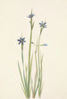 Sisyrinchium à feuilles étroites Sisyrinchium angustifolium - Mary Vaux Walcott — widok dzieła