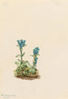Gentiane glauque Gentiana glauca - Mary Vaux Walcott — widok dzieła
