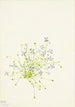 Houstonie z liśćmi serpoletu Houstonia serpyllifolia - Mary Vaux Walcott — widok dzieła