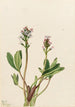 Trèfle d'eau Menyanthes trifoliata - Mary Vaux Walcott — widok dzieła