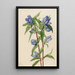 Gentiana savonneuse Gentiana saponaria - Mary Vaux Walcott — oprawiony obraz na ścianie