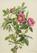Róża Bourgeau Rosa bourgeauiana - Mary Vaux Walcott — widok dzieła