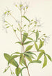 Porteranthus trifolié Porteranthus trifoliatus - Mary Vaux Walcott — widok dzieła