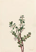 Gaylussacia brachycera Gaylussacia brachycera - Mary Vaux Walcott — widok dzieła