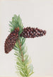 Pin aristé Pinus aristata - Mary Vaux Walcott — widok dzieła