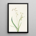 Stenanthium occidental Stenanthium occidentale - Mary Vaux Walcott — oprawiony obraz na ścianie