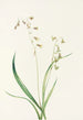 Stenanthium occidental Stenanthium occidentale - Mary Vaux Walcott — widok dzieła