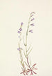 Lobelia rzeki Lobelia kalmii - Mary Vaux Walcott — widok dzieła