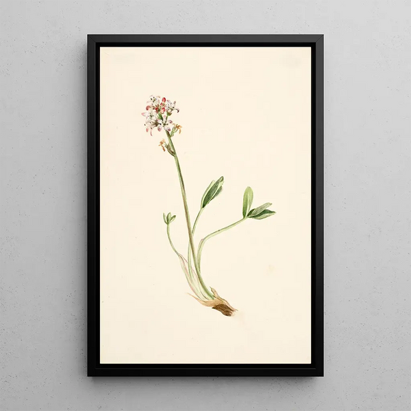 Mary Vaux Walcott - Buckbean Menyanthes trifoliata.webp