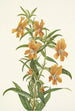 Diplacus longiflorus - Mary Vaux Walcott — widok dzieła
