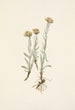 Antennaria luzuloides - Mary Vaux Walcott — widok dzieła