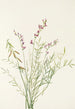 Astragalus bourgovii - Mary Vaux Walcott — widok dzieła