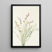 Astragalus bourgovii - Mary Vaux Walcott — oprawiony obraz na ścianie